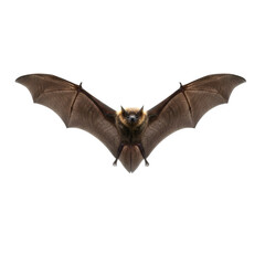 Realistic Flying Halloween Bat on Transparent Background