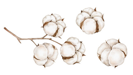 Watercolor illustration of cotton branches in neutral tones. Perfect for fabric and textile branding, organic packaging, natural cosmetics, boho wedding stationery, eco gift wrapping winter projects.