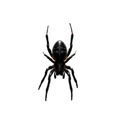 Realistic Black Spider on Transparent Background for Event Design