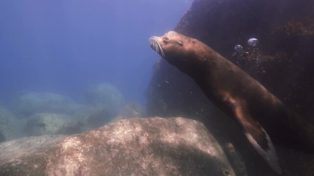 a massive alpha male sealion swims beneath the sunlight. The sealion swims in slow motion just below the ocean surface, cinematic scene