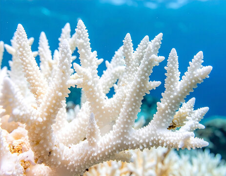 Close-up of bleached coral in ocean, displaying intricate branching structure against blue water.