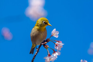 青空と桜に映えるメジロ