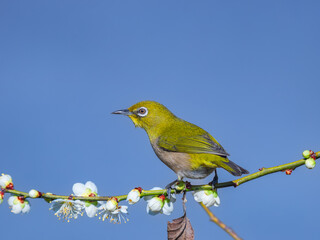 白梅の枝にとまるメジロ、青空背景