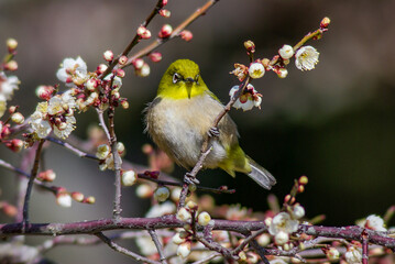 白梅にとまるメジロ