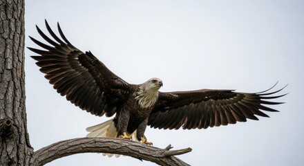 eagle in flight