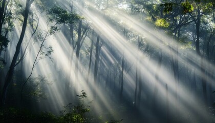 Sunbeams piercing through a misty forest