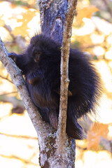 Close up of a North American porcupine portrait in the tree during the autumn, Canada