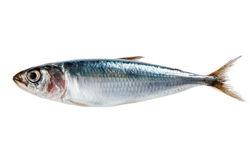 Obraz premium Sardine fish isolated on transparent background - Cut out design element