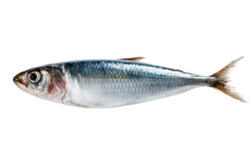 Sardine fish isolated on transparent background - Cut out design element