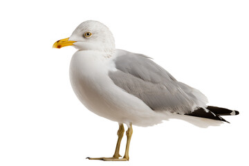 Obraz premium Seagull isolated on transparent background - Cut out design element