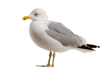 Seagull isolated on transparent background - Cut out design element