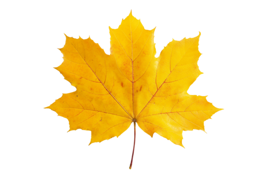 Maple leaf isolated on transparent background - Cut out design element
