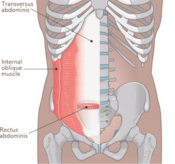 腹横筋、内腹斜筋のイラスト transversus abdominis illustration