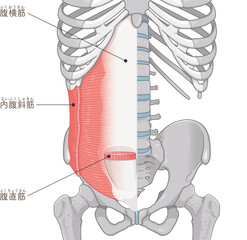 腹横筋、内腹斜筋のイラスト transversus abdominis illustration