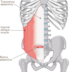 腹横筋、内腹斜筋のイラスト transversus abdominis illustration