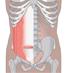 腹横筋、内腹斜筋のイラスト transversus abdominis illustration