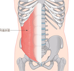 内腹斜筋のイラストinternal oblique muscle illustration