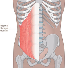 内腹斜筋のイラストinternal oblique muscle illustration