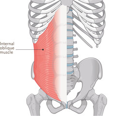 内腹斜筋のイラストinternal oblique muscle illustration