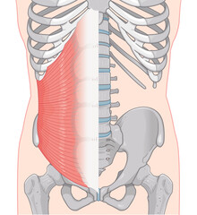 内腹斜筋のイラストinternal oblique muscle illustration