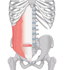 腹横筋、内腹斜筋のイラスト transversus abdominis illustration