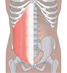 内腹斜筋のイラストinternal oblique muscle illustration