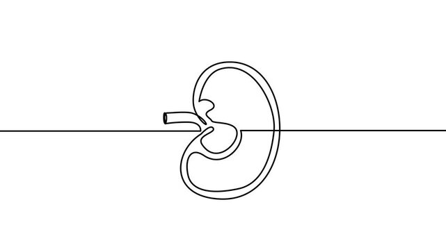 Kidney: One Line Art Drawing Animation