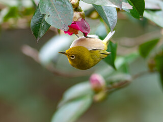 椿の花の蜜を吸うメジロ