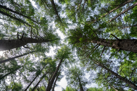 下から見上げた木々と空の風営