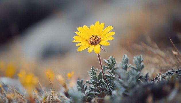Single yellow daisy flower blooming in the wild