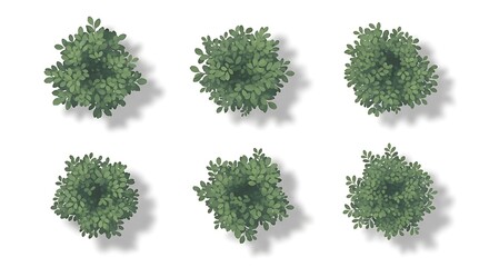 Overhead view of six green bushes with shadows on white