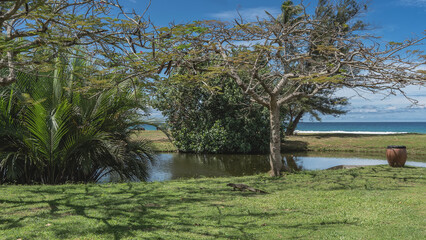 A wild monitor lizard runs across a green lawn to a pond. Palm trees, tropical plants on the shore of a reservoir. The ocean is far away. Blue sky, clouds. Malaysia. Borneo. Kota Kinabalu.