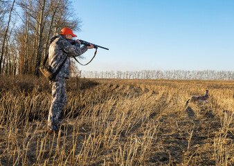  hunter man aims at trophy rabbit or hare in autumn field.