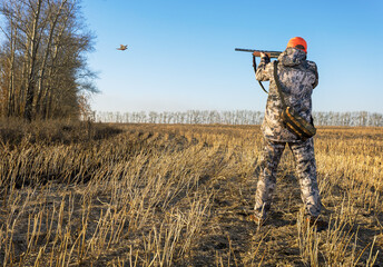 Hunter with a gun in the field aiming at the pheasant. Autumn hunting season.
