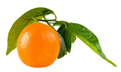 Whole orange on a branch with leaves, isolated