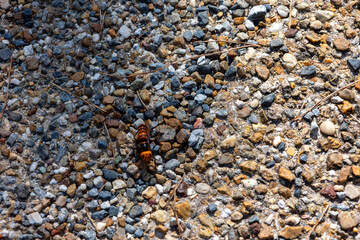 砂利の上の大雀蜂