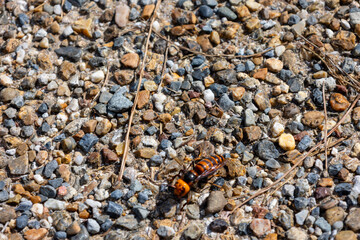 砂利の上の大雀蜂