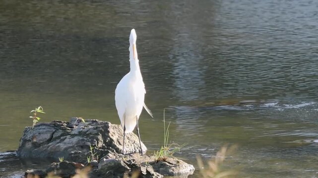 毛繕いをする猪名川のダイサギ