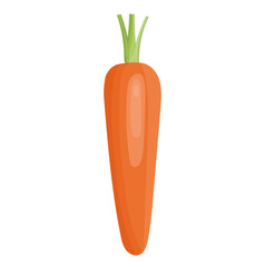 Single Fresh Carrot Vegetable Illustration Isolated on White Background