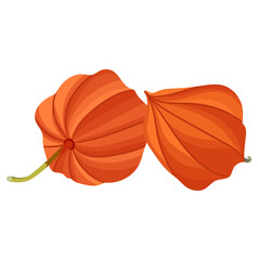 Two Orange Chinese Lantern Plant Illustration Isolated on White Background