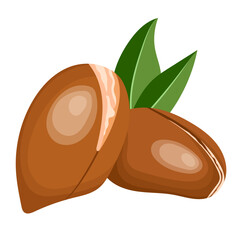 Moroccan Argania Spinosa seeds or Argan Nut Illustration Isolated on White Background