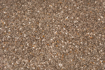 Salvia Hispanica - Nutrients in Chia Seeds