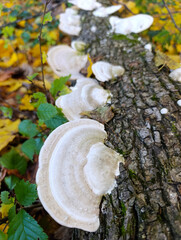 A group of mushrooms growing on a tree trunk in the woods