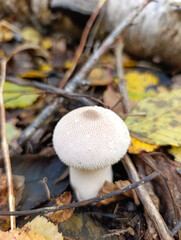 A small white mushroom on the ground in the woods