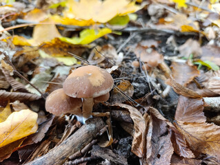 A group of mushrooms on the ground surrounded by fallen leaves