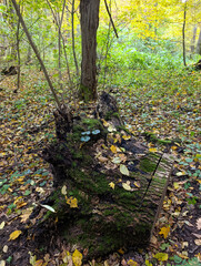 A tree stump in the woods with moss growing on it