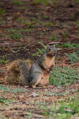 A Squirrel curiously looks off in the distance at something
