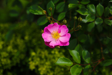 Beautiful roses in full bloom at the Japanese Rose Garden.