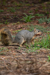 A Squirrel curiously looks off in the distance