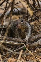 Squirrel looks off in the distance